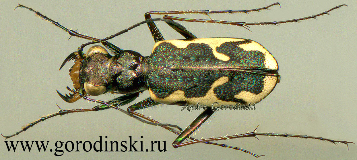 http://www.gorodinski.ru/cicindela/Neocicindela tuberculata.jpg